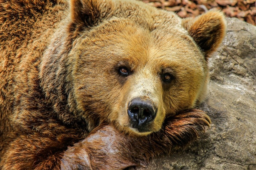Na Alasce obowiązuje zakaz budzenia śpiących niedźwiedzi,...