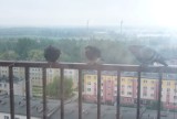 Polkowice: Bójka gołębi na balkonie 11 piętra