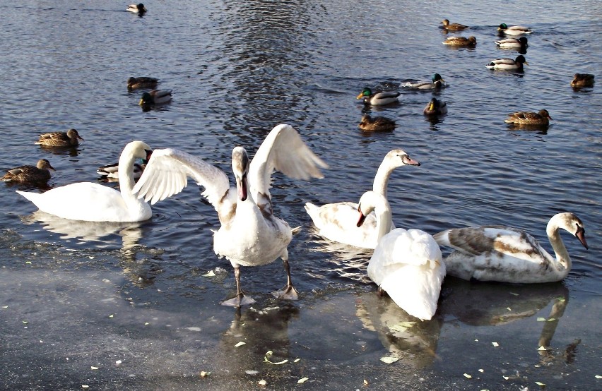 Ptaki na rzece w środku zimy