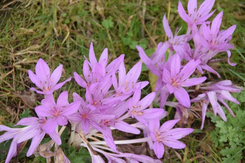 Jesienne kwiaty w Ogrodzie Botanicznym w Kielcach. Ciekawe i... trujące [ZDJECIA, WIDEO]