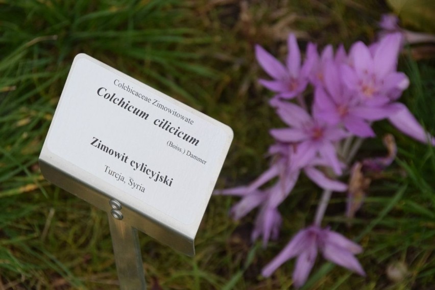 Jesienne kwiaty w Ogrodzie Botanicznym w Kielcach. Ciekawe i... trujące [ZDJECIA, WIDEO]