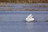 Biebrzański Park Narodowy. Dobry czas na obserwacje wiosennych migracji ptaków (zdjęcia)