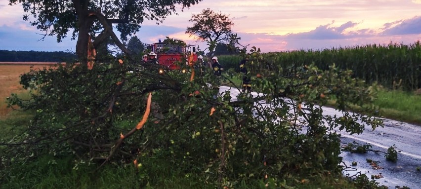 Pożary, wypadki, powalone drzewa i gniazda owadów. Straż pożarna podsumowała tydzień w powiecie zduńskowolskim