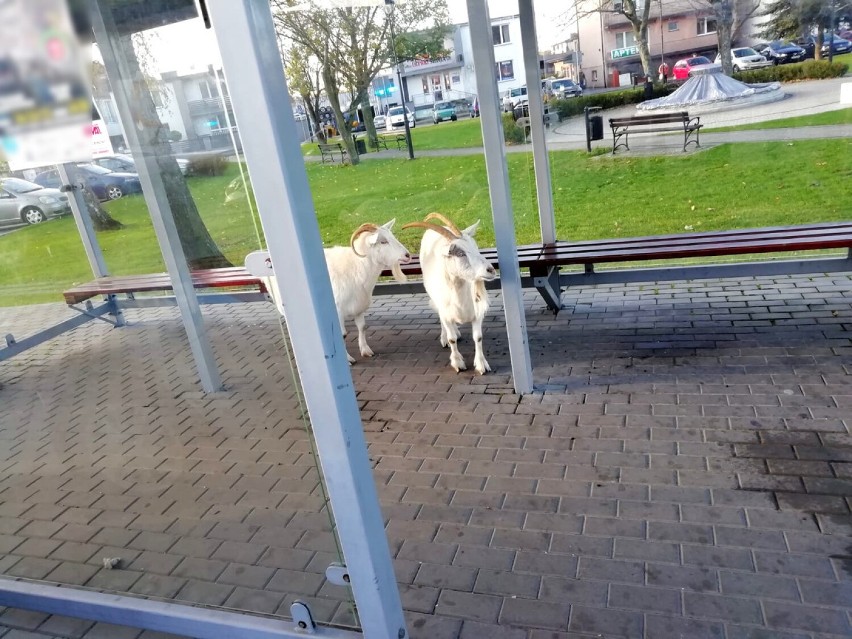 Dwie białe kozy na przystanku w Rozprzy. Niecodzienna interwencja policji ZDJĘCIA