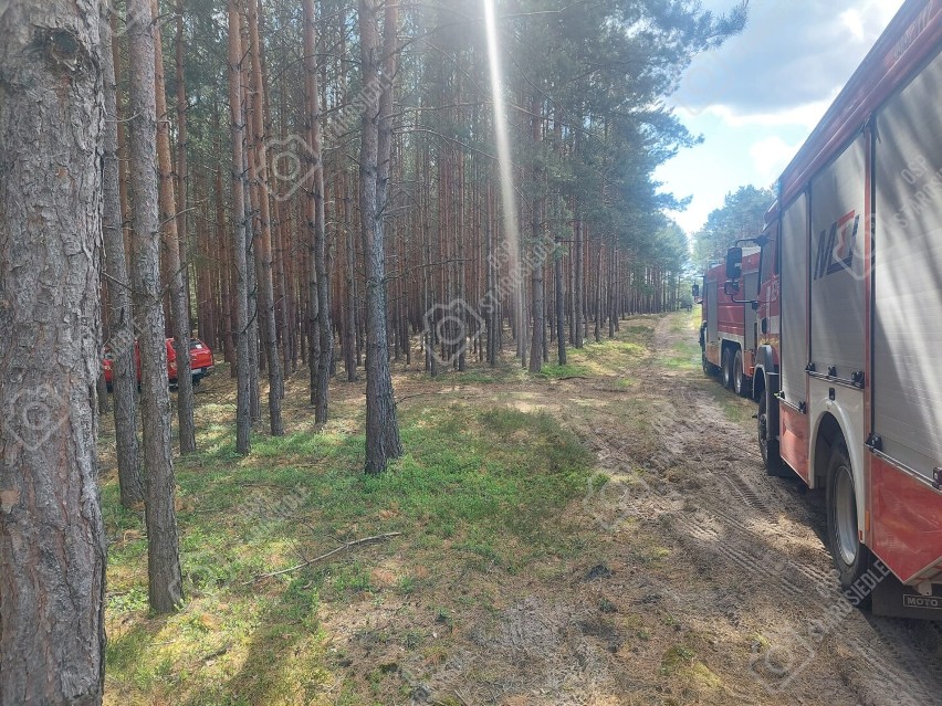 Pożar lasu w okolicach Wełmic.