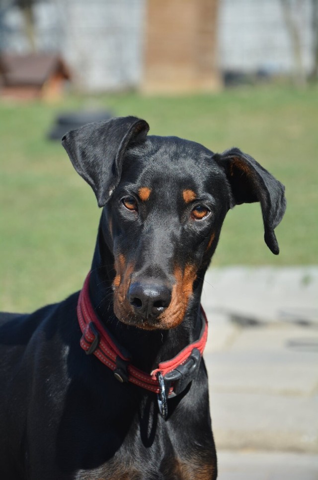 Piękna, dostojna sunia w typie dobermana.
Leksi, w swoim krótkim życiu dużo już przeszła:(
Kilka, domów, oddawana z rąk do rąk, bo zbyt duża urosła, może dlatego że absorbująca, nie wiemy.
Wiemy że boi się mężczyzn, w pierwszym kontakcie bojażliwa, szczekająca, na dystans.
Nam już ufa, ma swoich ulubionych opiekunów
Energiczna, ciągnie na smyczy.
W ostatnim domu przebywała z kotami i psem, w azylu szczeka na koty i niektóre psy.
Zaszczepiona, chipowana, odrobaczona, będzie sterylizowana