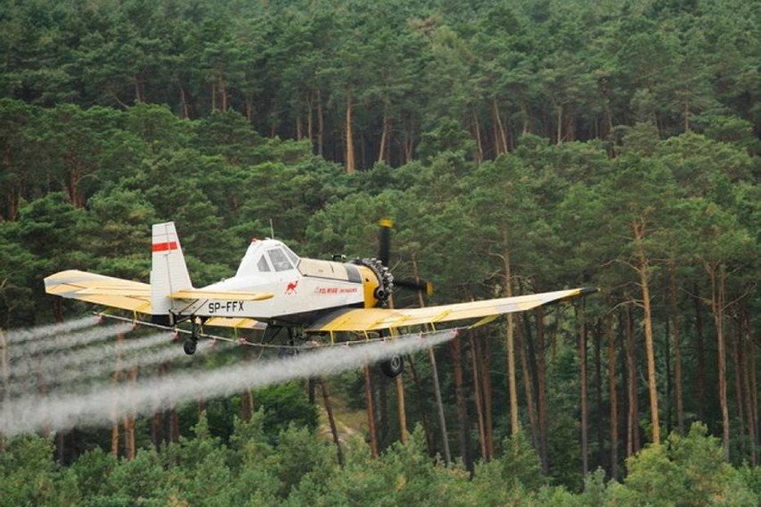 Zakaz wstępu do lasu. Opryski chemiczne w Nadleśnictwie Grodziec od 26 do 30 kwietnia 