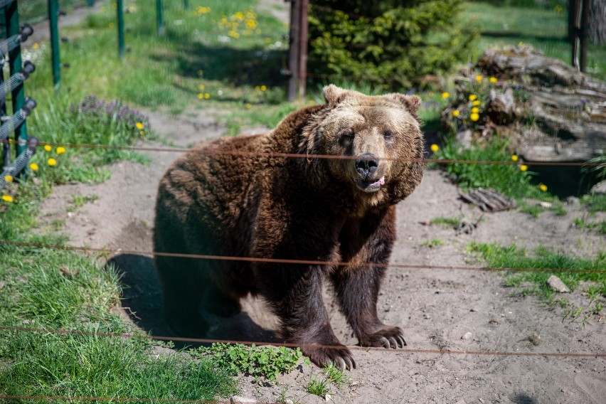 Wiosna 2020 w Akcent  Zoo w Białymstoku. Co robią zwierzęta? [zdjęcia]