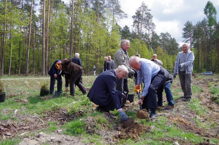 Z inicjatywy posła Krzysztofa Maciejewskiego sadzono w Przedborzu drzewka miododajne [ZDJĘCIA]