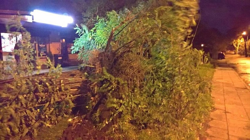 Orkan Ksawery w Sosnowcu. Sporo powalonych drzew, uszkodzone samochody i budynek