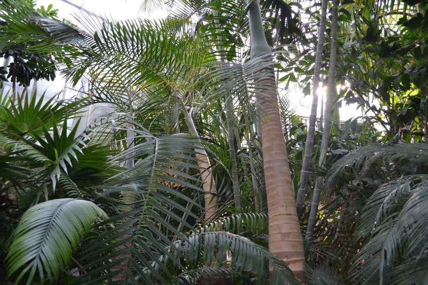 W gliwickiej palmiarni sezon w w pełni