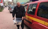 Świnki morskie w śmietniku w Starachowicach 