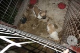 Hodowla psów w Ratoszynie: Rolnik, któremu zabrano psy donosi do prokuratury 
