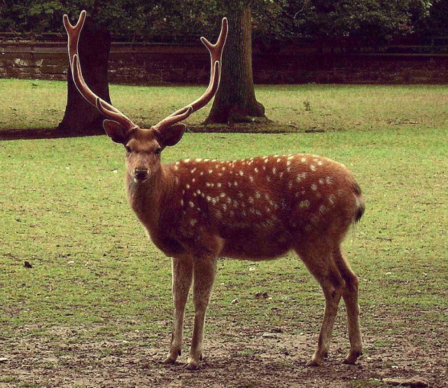 Park Miejski w Pile: za rok zamieszka tu jeleń