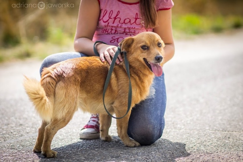 Zaadoptuj psa: Przytulanki do pokochania od zaraz