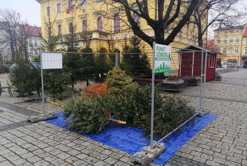 Koniec akcji "Zielona energia z choinek". Ostrowianie oddali niemal 1 000 świątecznych drzewek