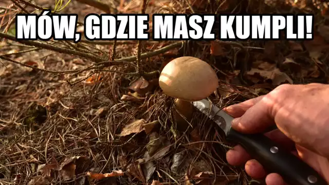 MEMY o grzybiarzach! Grzybobranie na wesoło.