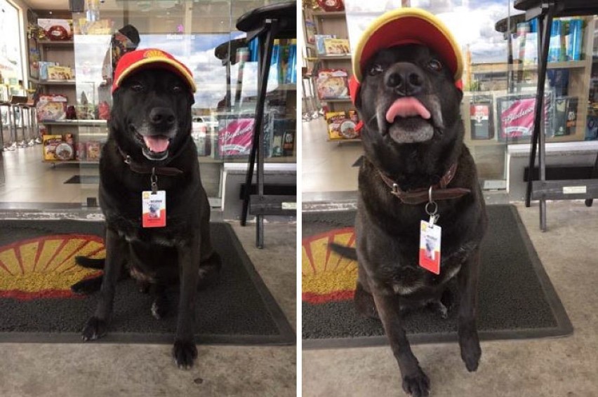 Porzucili psa na stacji benzynowej, a jej pracownicy... sami...
