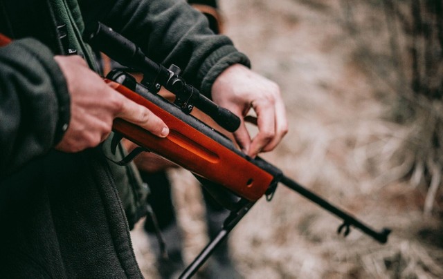 Na jakie zwierzęta polują myśliwi w wielkopolskich lasach? Podczas ostatniego sezonu łowieckiego wybito ponad 70 tysięcy osobników. Ile i jakie zwierzęta odstrzelono w naszym regionie w ostatnim czasie? Sprawdź dokładne dane w galerii --->