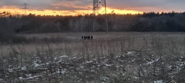 Krowy w okolicy Jarużyna stanowią zagrożenie dla kierowców. Zająć się nimi nie chce ani gmina, ani starostwo powiatowe w Bydgoszczy