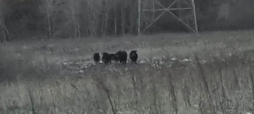 Krowy w okolicy Jarużyna stanowią zagrożenie dla kierowców....