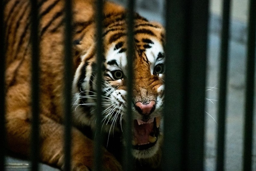 Zoo w Poznaniu przyjęło tygrysy, które przechwycono na...