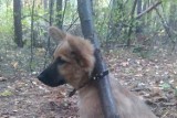 Pozostawili psa przywiązanego do drzewa w lesie. Policja już namierzyła właścicieli czworonoga 