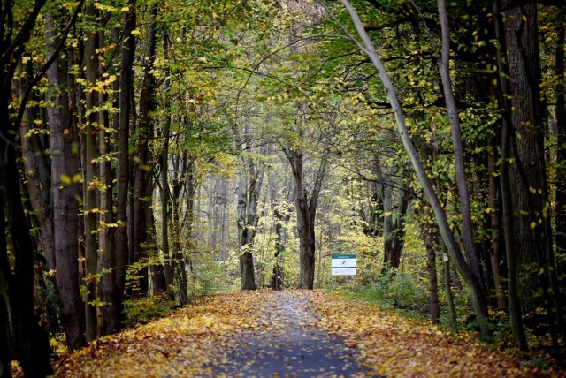 Las Odrzański wraz z przystanią na Odrze zostanie zrewitalizowany. Co się w tym miejscu zmieni?