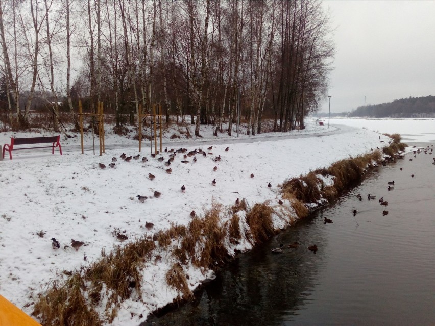 W Skierniewicach wylądował puchacz. Plus inne ciekawostki z "Ptakoliczenia"