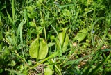 Botaniczne odkrycie pod Krosnem. Na łąkach w rejonie wsi Wojkówka rośnie rzadka paproć - nasięźrzał