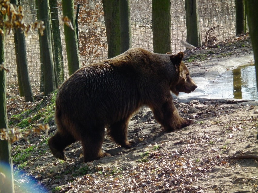 Niedźwiedzica w poznańskim ZOO wykopała pocisk moździerzowy