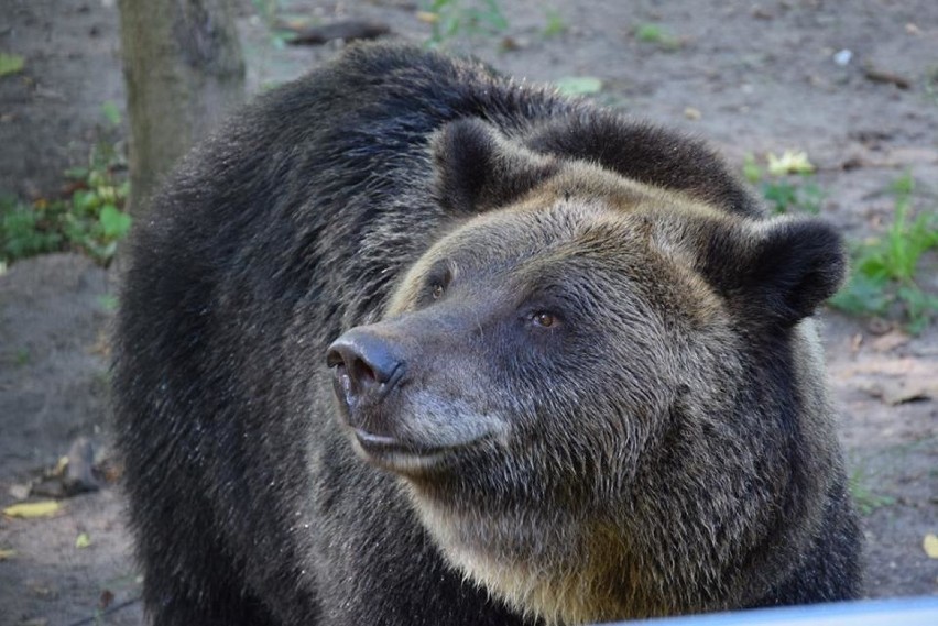 Pocisk moździerzowy wykopała niedźwiedzica Ewka (na zdjęciu)