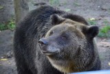 Niedźwiedzica Ewka z pociskiem w pysku! Akcja saperów w poznańskim ZOO