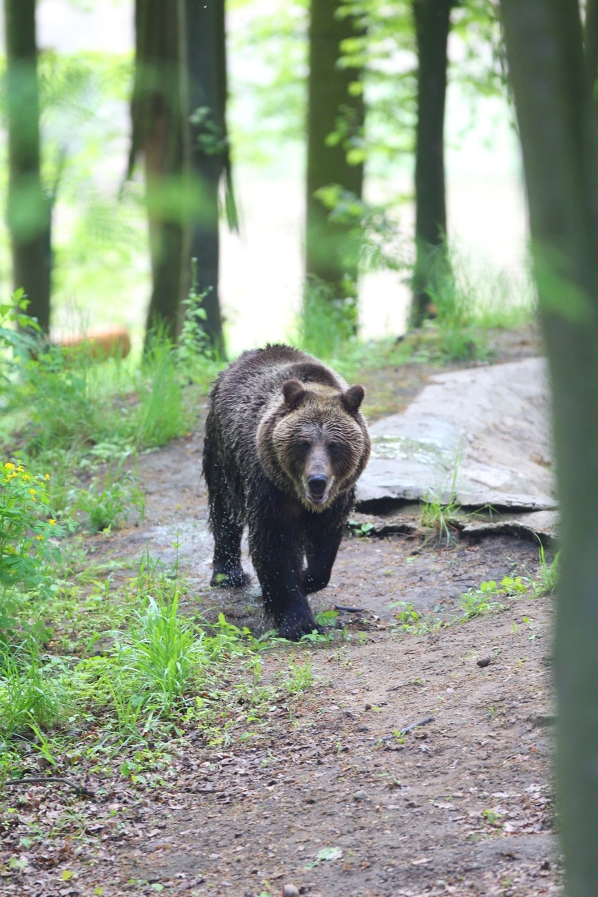 Niedźwiedzica w poznańskim ZOO wykopała pocisk moździerzowy