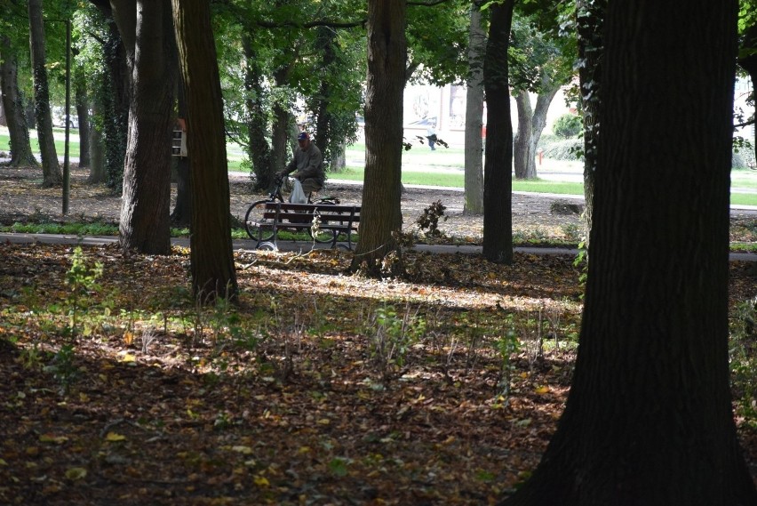 Rewitalizacja parku trwa etapami od kilkunastu miesięcy....