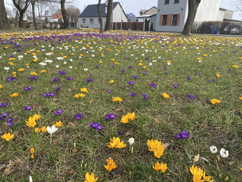 10 tysięcy krokusów w Barwicach. Zjawiskowa wiosna nad Gęsią [zdjęcia]