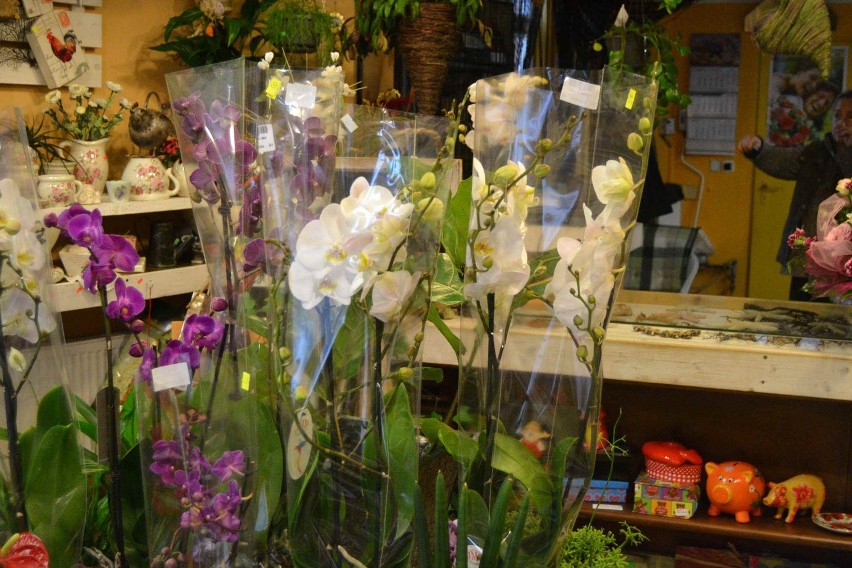 Kwiaciarnia Orchidea w Lęborku