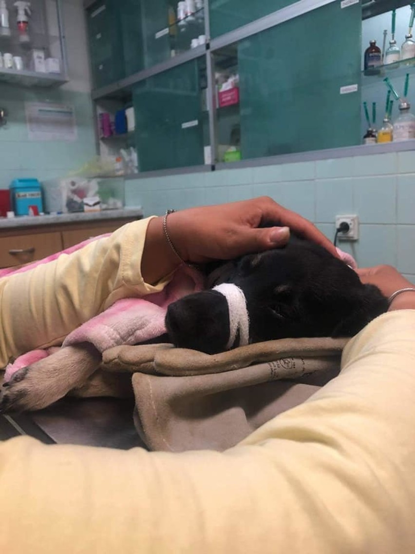 Potrącono psa w Jejkowicach. Kierowca zostawił go na pewną śmierć