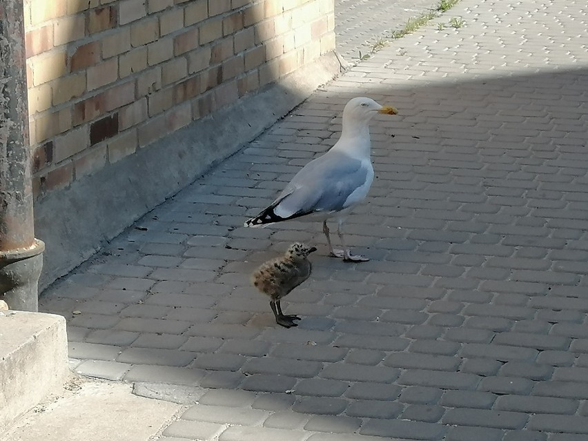 Problem, który spada ludziom na głowy z nieba... a raczej z dachów