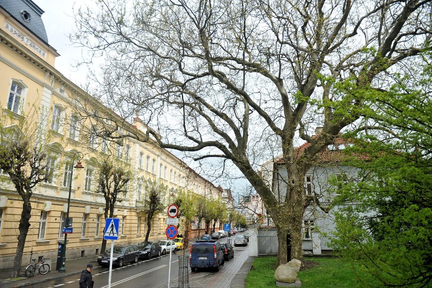  W Rzeszowie  rozpocznie się w tym roku inwentaryzacja dendrologiczna drzew