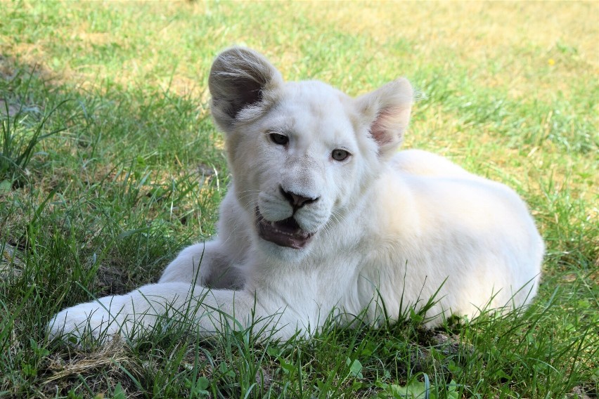 Malibu. Najmłodszy biały lew w stadzie w Zoo Borysew rośnie z dnia na dzień. Jak teraz wygląda? ZDJĘCIA