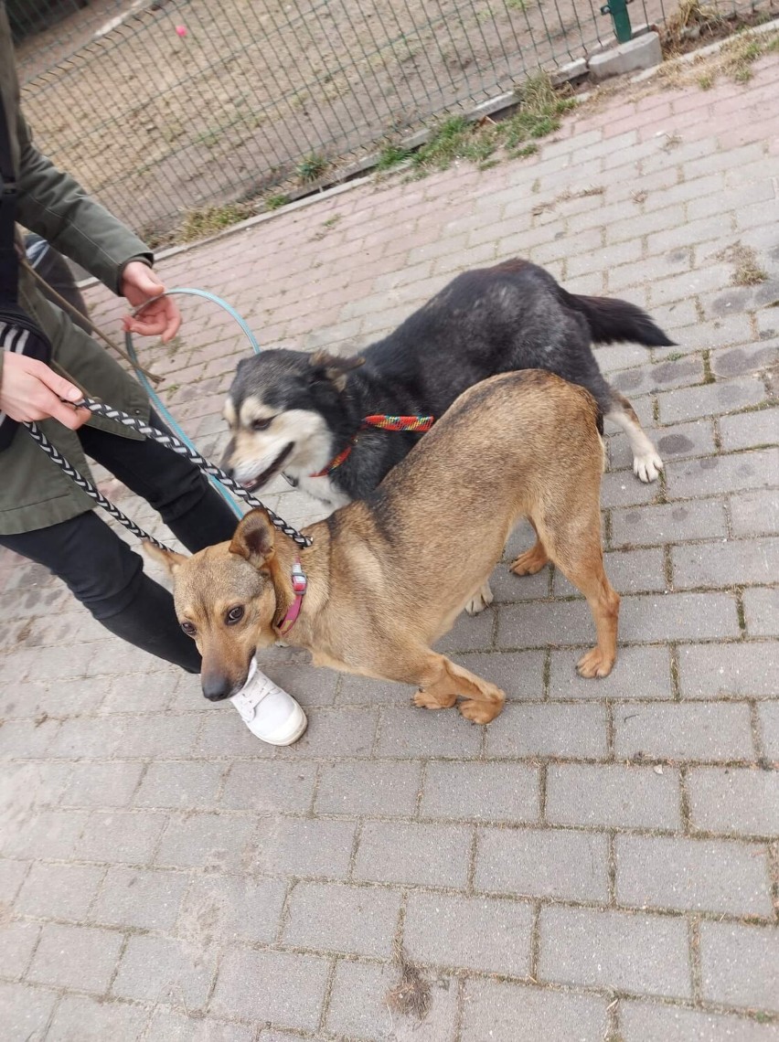 Ostrów Wielkopolski. Trzy kundelki ze schroniska w Ukrainie trafiły do przytuliska w Wysocku Wielkim [FOTO]