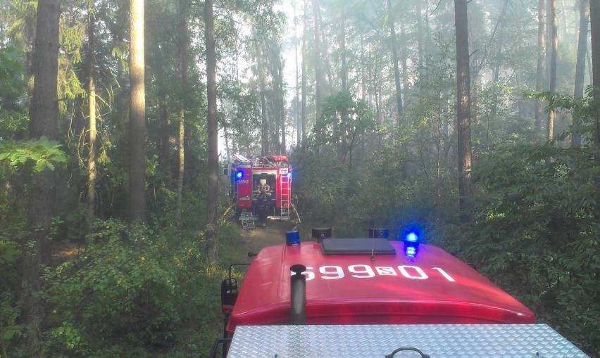 Pożar lasu w Woszczycach. Spaliło się ponad 3 hektary