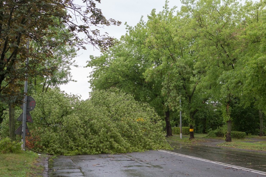 Burza w Tarnowie: połamane gałęzie i drzewa [ZDJĘCIA, WIDEO]
