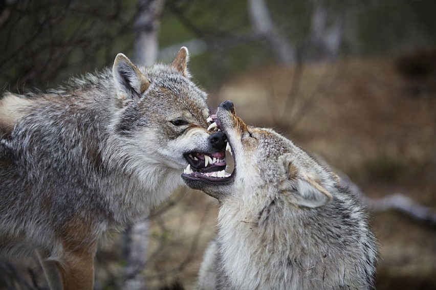 Wilki w Norwegii, domena publiczna;...