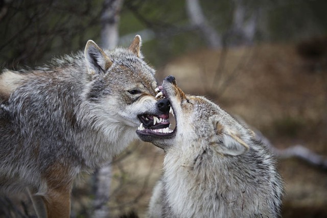 Wilki w Norwegii, domena publiczna; http://en.wikipedia.org/wiki/File:Wolves_in_Norway.jpg