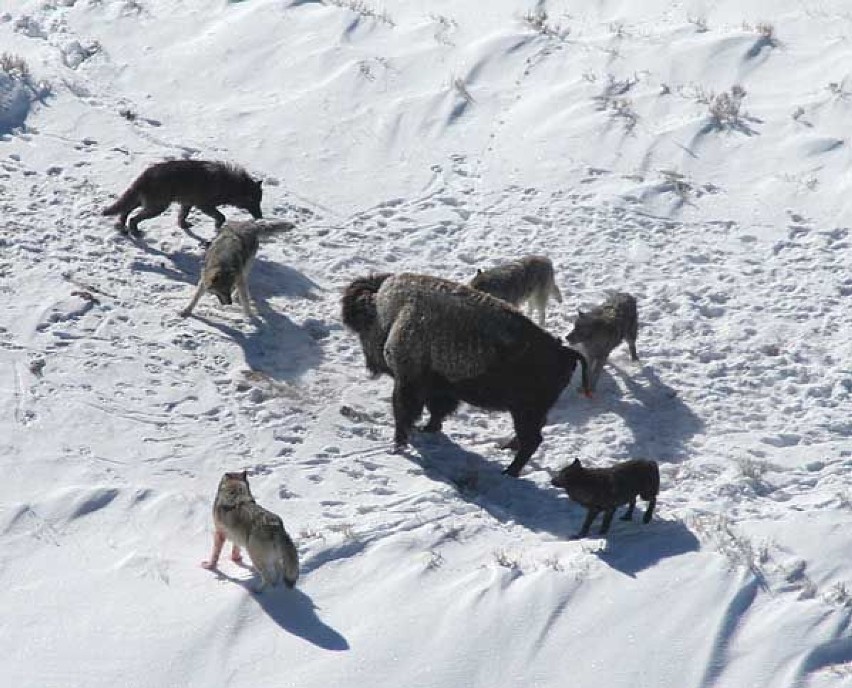 zdjęcie wilków atakujących bizona; zdjęcie z domeny...
