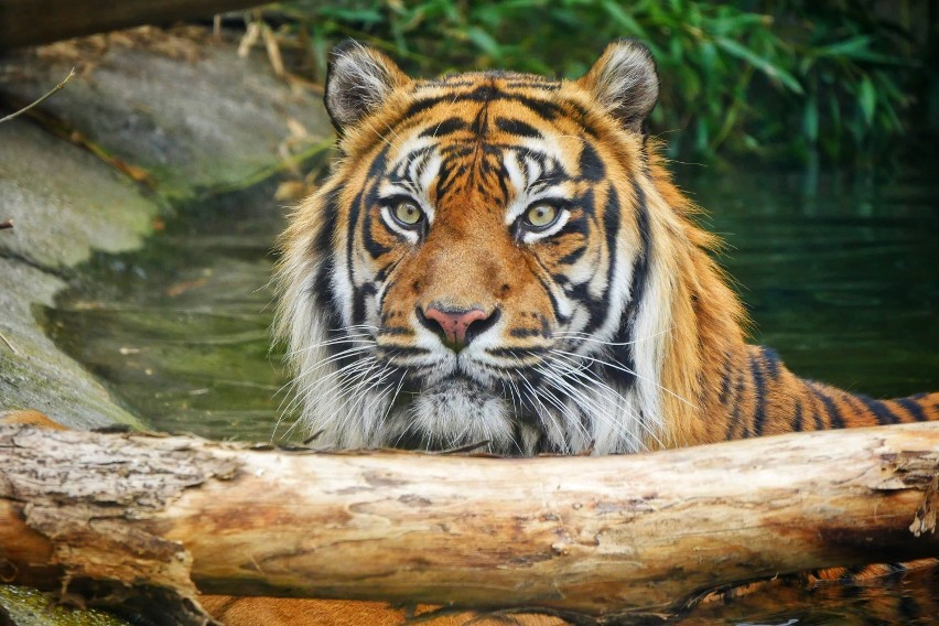 Fascynujące zwierzęta we wrocławskim zoo. Zobacz zdjęcia i filmy!