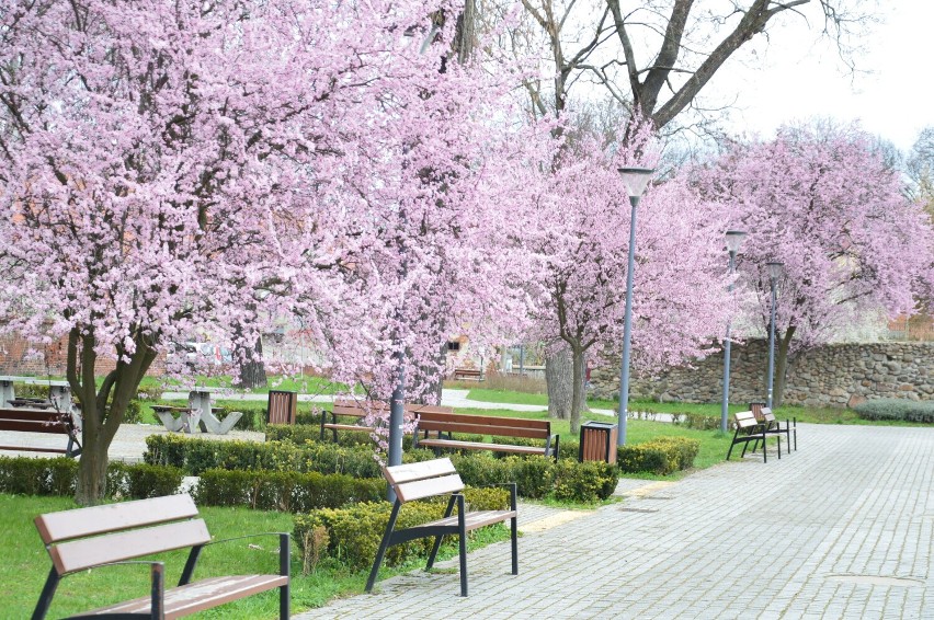 "Festiwal kwitnących wiśni" w Żaganiu