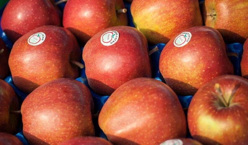 Jabłka łąckie są symbolem powiatu nowosądeckiego, który...